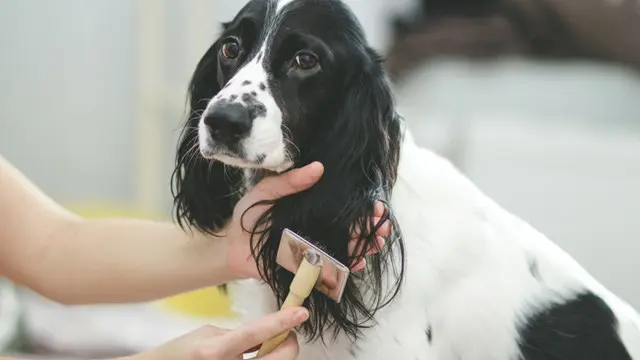 Dog Grooming Training Level 3 Advanced Diploma